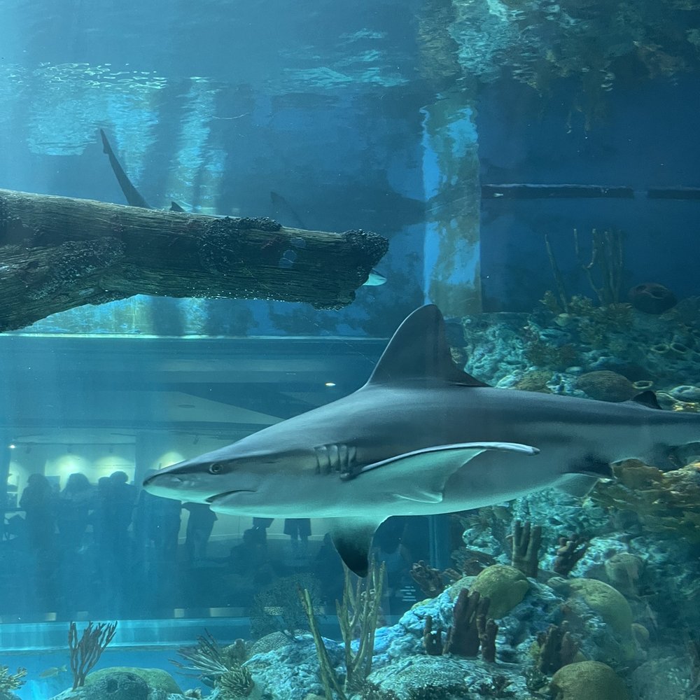 Texas State Aquarium - Shark - Aquariums Near Me - Corpus Christi, Texas Texas State Aquarium - Shark - Aquariums Near Me - Corpus Christi, Texas
