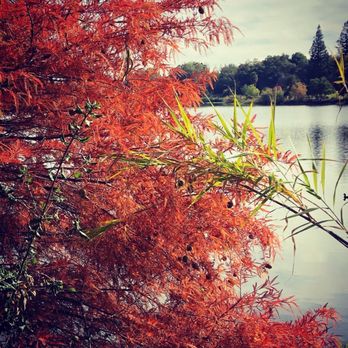 Vasona Lake County Park - Beautiful place to capture some fall colors. 10/30/21. - Parks Near Me - Los Gatos, California Vasona Lake County Park - Beautiful place to capture some fall colors. 10/30/21. - Parks Near Me - Los Gatos, California