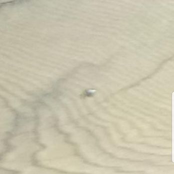 Nockamixon State Park - Another bedbug, this one is clear because it didnt fed yet!DIGUSTiNG! - Boating Near Me - Quakertown, Pennsylvania Nockamixon State Park - Another bedbug, this one is clear because it didnt fed yet!DIGUSTiNG! - Boating Near Me - Quakertown, Pennsylvania
