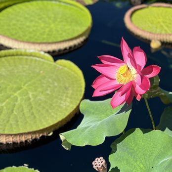 Chicago Botanic Garden - Lily pads - Botanical Gardens Near Me - Glencoe, Illinois