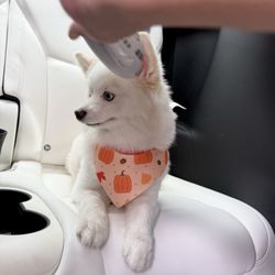 Kawaii Pet Salon - Fresh out of the salon and smelling amazing for weeks.