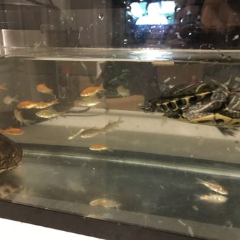 Petco - Feeder fish for my new turtles - Pet Stores Near Me - Northridge, California Petco - Feeder fish for my new turtles - Pet Stores Near Me - Northridge, California
