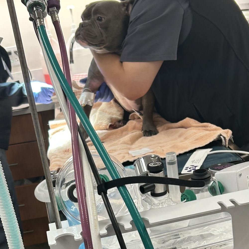 Veterinary Emergency Group - #stitchestime - Emergency Pet Hospital Near Me - Santa Monica, California Veterinary Emergency Group - #stitchestime - Emergency Pet Hospital Near Me - Santa Monica, California