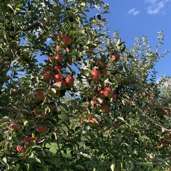 March Farms - Many varieties of apple trees. - Fruits & Veggies Near Me - Bethlehem, Connecticut