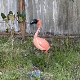 Our new Flamingo found at Valley Nursery, is very happy in our backyard. Our new Flamingo found at Valley Nursery, is very happy in our backyard.