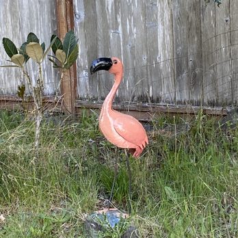 Valley Nursery - Our new Flamingo found at Valley Nursery, is very happy in our backyard. - Nurseries & Gardening Near Me - Poulsbo, Washington Valley Nursery - Our new Flamingo found at Valley Nursery, is very happy in our backyard. - Nurseries & Gardening Near Me - Poulsbo, Washington