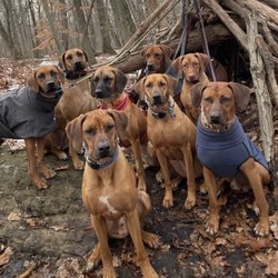 Jersey Dogs - No lions in sight!
