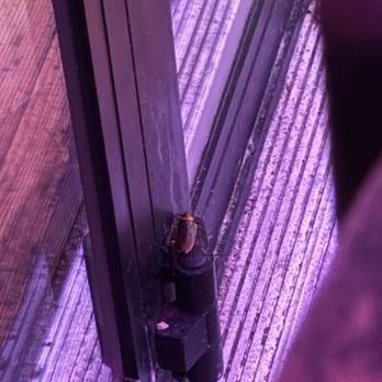 Rockin Tacos Grill & Tequila Bar - One of many roaches running around. - Bars Near Me - Ft Walton Beach, Florida Rockin Tacos Grill & Tequila Bar - One of many roaches running around. - Bars Near Me - Ft Walton Beach, Florida