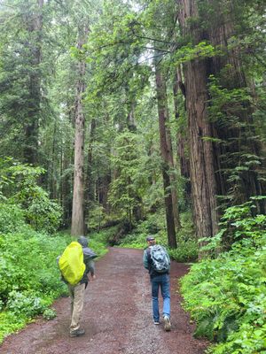 Redwood Adventures by null