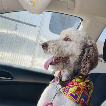 Momos Pet Grooming - Pet Groomers Near Me - Norco, California