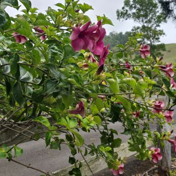 MauiWine - Wineries Near Me - Kula, Hawaii