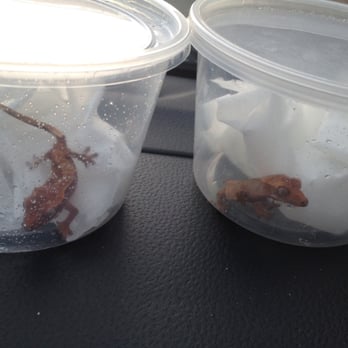 JTK Reptiles - Love my new crested gecko :) - Reptile Shops Near Me - Long Beach, California