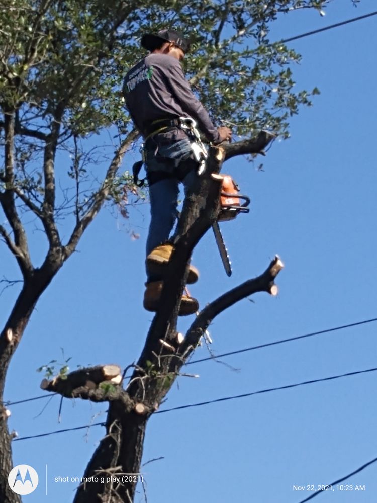 WILLIAM TREE SERVICES - Updated October 2025 - 98 Photos - 1958 ...
