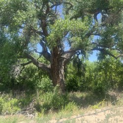 El Alamo Winery