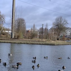 Alton Baker Park - Duck pond