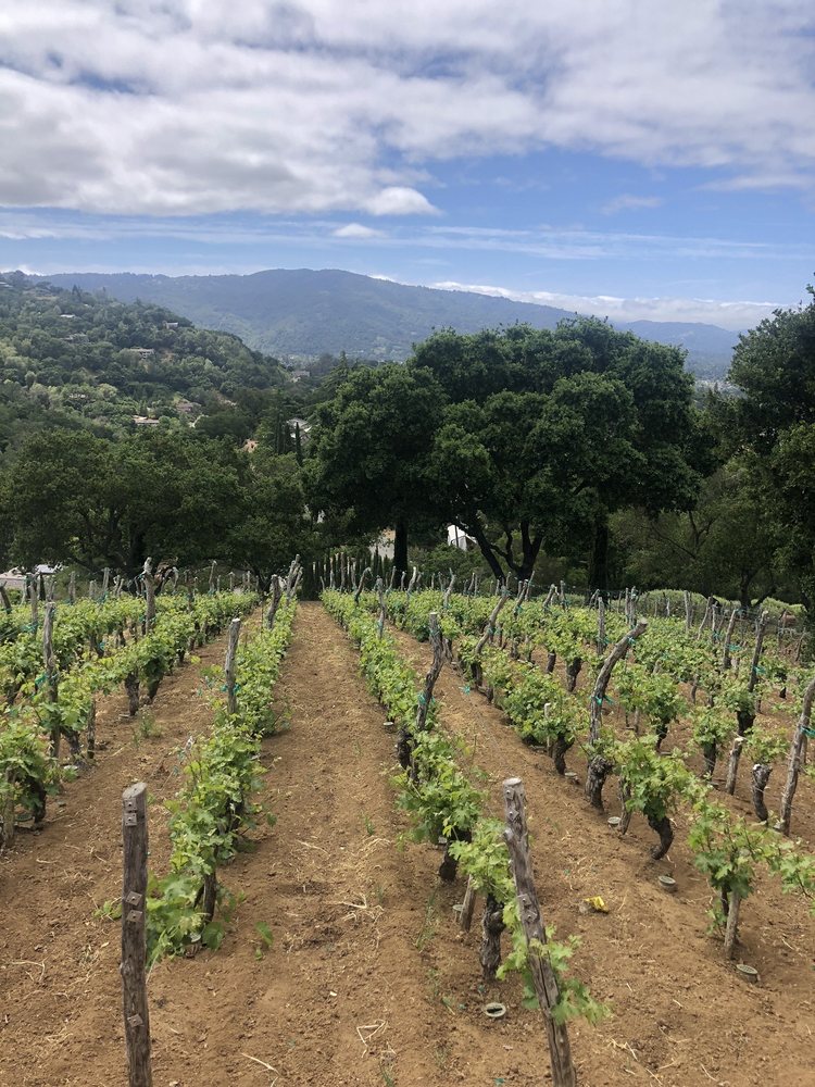 La Rusticana d'Orsa - vineyard in Los Gatos, CA