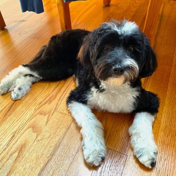 Stylish Mo - Pepper after : ) - Pet Groomers Near Me - Menlo Park, California Stylish Mo - Pepper after : ) - Pet Groomers Near Me - Menlo Park, California