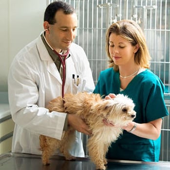 bearss animal hospital