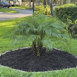 Landmark Nursery - Pigmy date palm