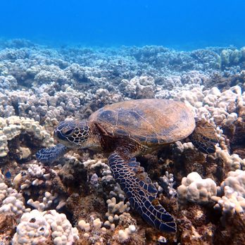 Destination Diving and Snorkel Maui - Scuba Diving Near Me