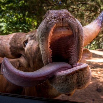 Cherokee Trace Drive Thru Safari - Parks Near Me - Jacksonville, Texas