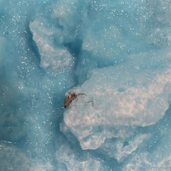 Roach in a trole