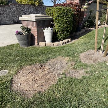 Common Interest Management Services - Common Interest destroyed my front lawn and removed a tree without notifying me. - Property Management Near Me - Stockton, California
