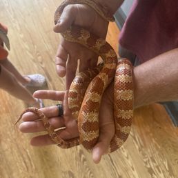 Cheeto, the corn snake