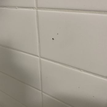 Seven Luxury Apartments - Baby Roaches after 5 treatments!! - Apartments Near Me - Phoenix, Arizona Seven Luxury Apartments - Baby Roaches after 5 treatments!! - Apartments Near Me - Phoenix, Arizona