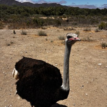 Ostrichland USA - Attraction Farms Near Me - Solvang, California Ostrichland USA - Attraction Farms Near Me - Solvang, California