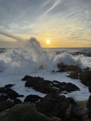 Salt Point State Park by null