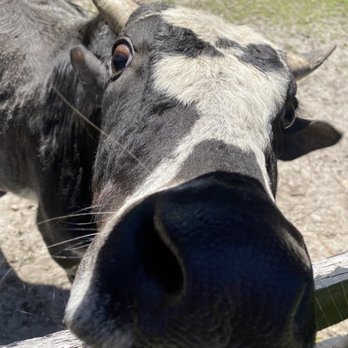 Two Tails Ranch - Zoos Near Me - Williston, Florida