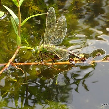 GARTEN- UND LANDSCHAFTSBAU JENS KÖNIG - 15 Photos - Landscaping 