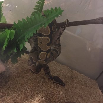 Painted Reptile - I bought a female ball python there, she's so friendly! great selection of reptiles - Reptile Shops Near Me - Tarzana, California Painted Reptile - I bought a female ball python there, she's so friendly! great selection of reptiles - Reptile Shops Near Me - Tarzana, California