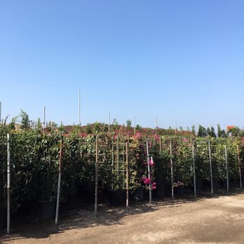 Maria’s Garden Center - Plenty of hedges - Nurseries & Gardening Near Me - Carson, California
