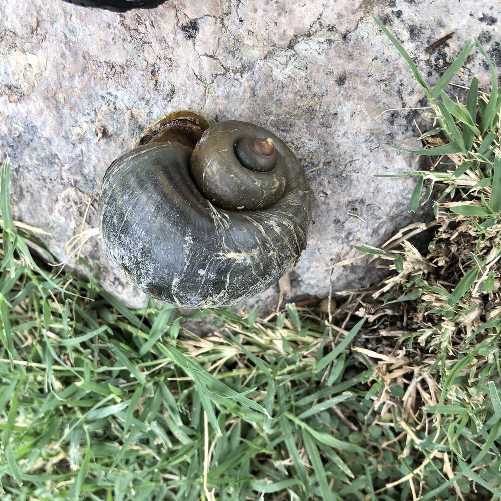 Enchanted Island Amusement Park - Largest snail I've ever seen in my life - Amusement Parks Near Me - Phoenix, Arizona