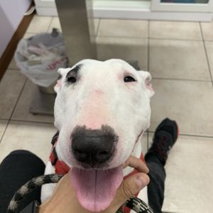 MANZANO ANIMAL CLINIC - 4300 SW 8th St, Coral Gables, FL - Yelp