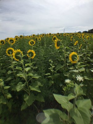 Pope Farm Conservancy by null