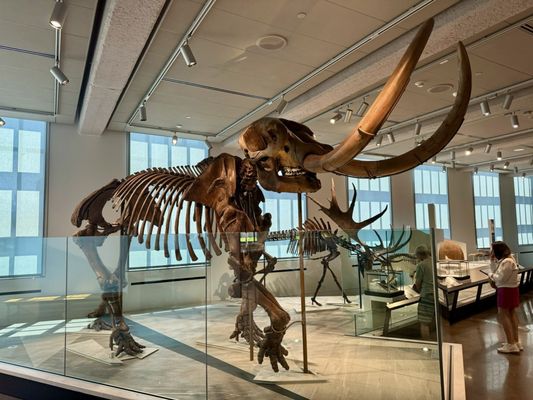 Yale Peabody Museum by null