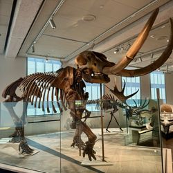 Peabody Museum of Natural History - Mastodon