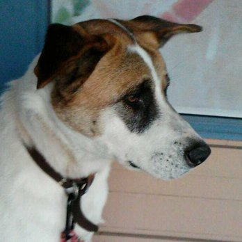 The Animal Keeper - Thanks to Animal Keeper I can go to work worry free while Indy gets a daily play date! - Pet Sitting Near Me - Poway, California