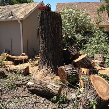 Quality Tree Care - Tree Services Near Me - Pleasant Hill, California
