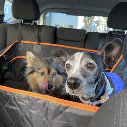 Miles and Otis love Doggie Tales LA Miles and Otis love Doggie Tales LA