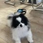 Photo of Dharma Dog Services