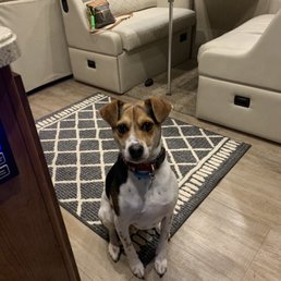 This is Sam freshly bathed and nails trimmed! $ 35.00 This is Sam freshly bathed and nails trimmed! $ 35.00
