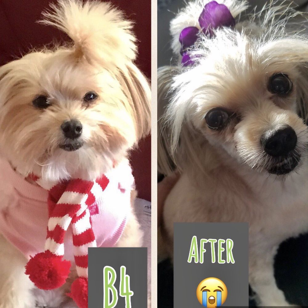 Petco - Angie. That's before and after her grooming in Ewa Petco. Because I complained about her haircut she was banned from going there. - Pet Stores Near Me - Ewa, Hawaii Petco - Angie. That's before and after her grooming in Ewa Petco. Because I complained about her haircut she was banned from going there. - Pet Stores Near Me - Ewa, Hawaii