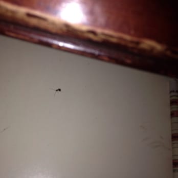 Seeker Motel - Live baby cockroach in drawers! - Hotels Near Me - Racine, Wisconsin Seeker Motel - Live baby cockroach in drawers! - Hotels Near Me - Racine, Wisconsin