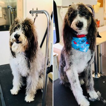 Grooming For Good - Clyde's before and after! - Pet Groomers Near Me