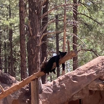 Bearizona - Baby bears! - Zoos Near Me - Williams, Arizona