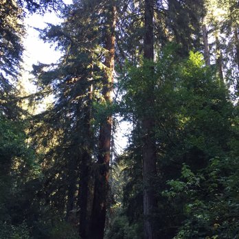 Samuel P Taylor State Park - Road to my campsite loop. - Parks Near Me - Lagunitas, California